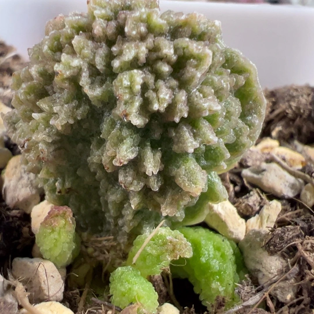 无花朵实生新品大苗多肉植物爆炸纹
