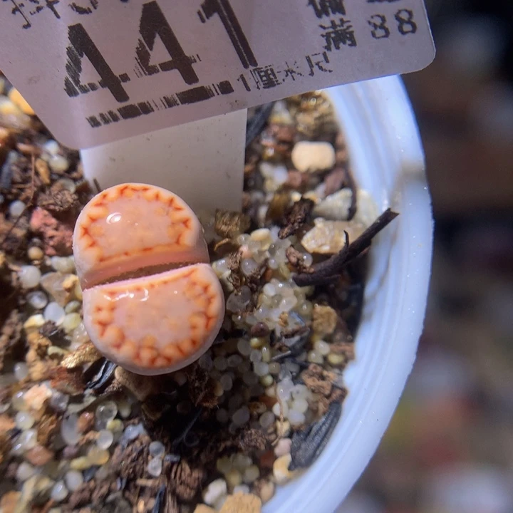 精品生石花310.441