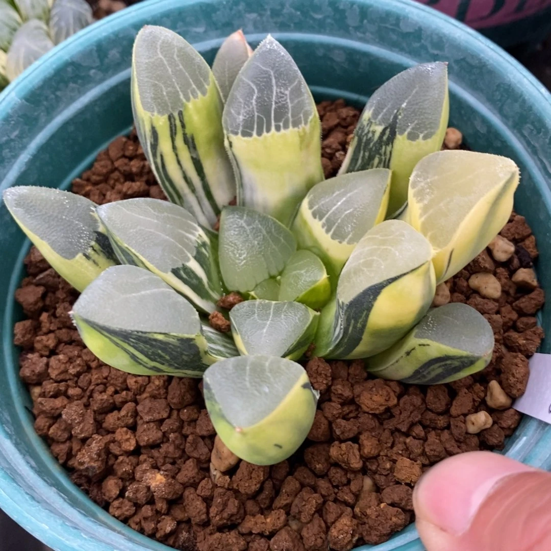 一颗实生大克锦