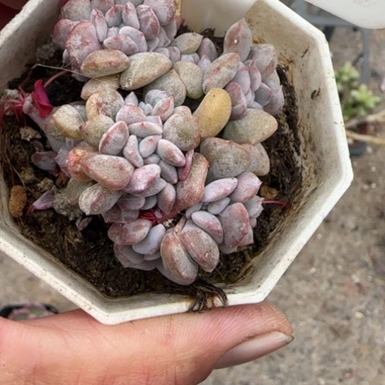 1雪精灵缀多肉植物多