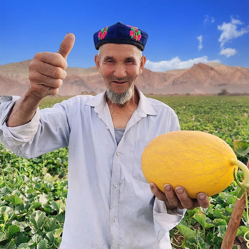 【山海寻鲜季专场福利】新疆吐鲁番黄金哈蜜瓜金色年华新鲜水果
