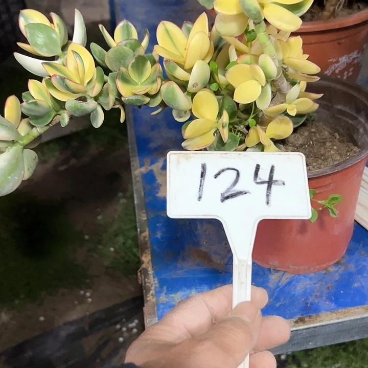 手**香多肉植物星花月锦法师