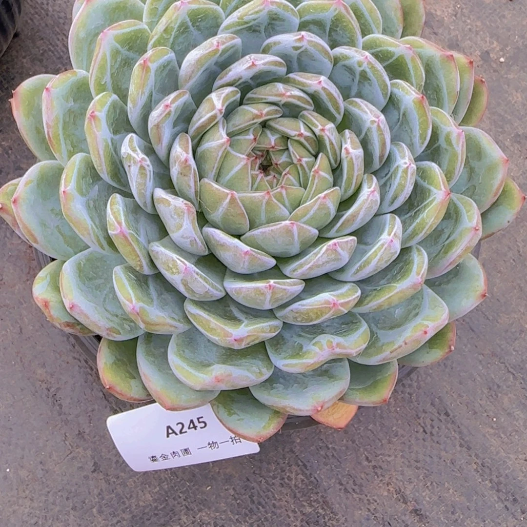 落***城A245母本雪花珍妮