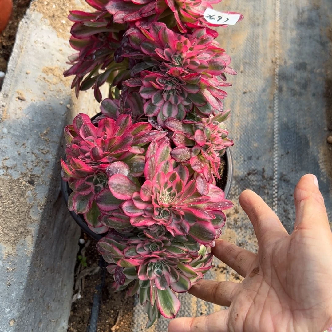 97倾城缀多肉多肉多肉多肉