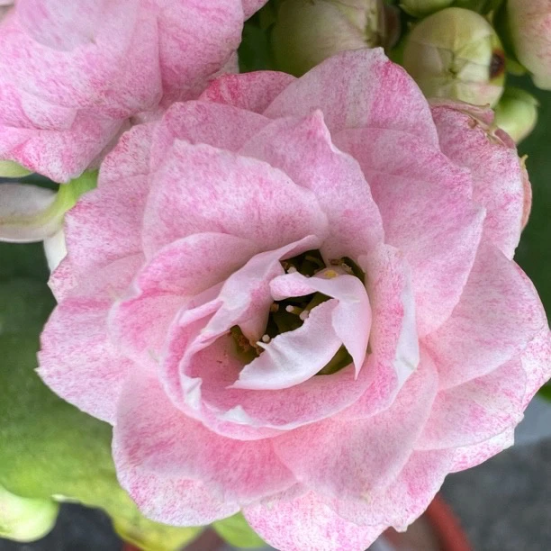 长寿花2颗~【玉芙蓉➕爱神】130大盆 大颗型