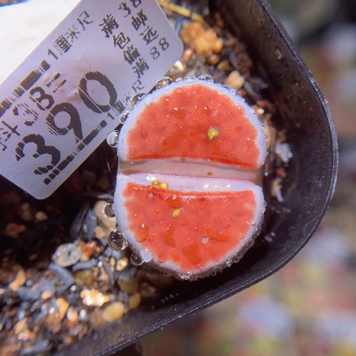 精品生石花38.390特