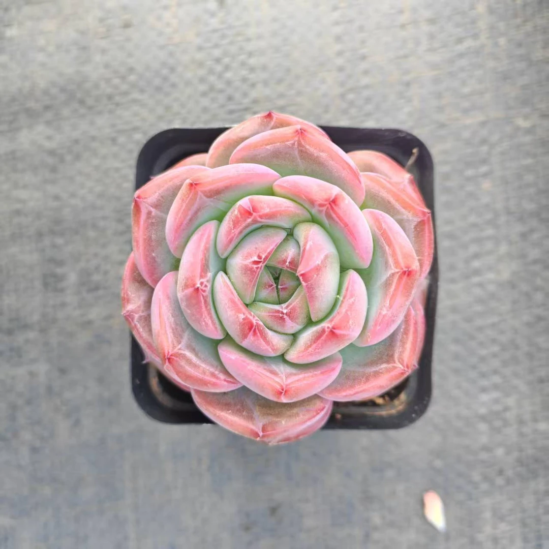 7#红鸾肥美版多肉植物    前男友精品多肉