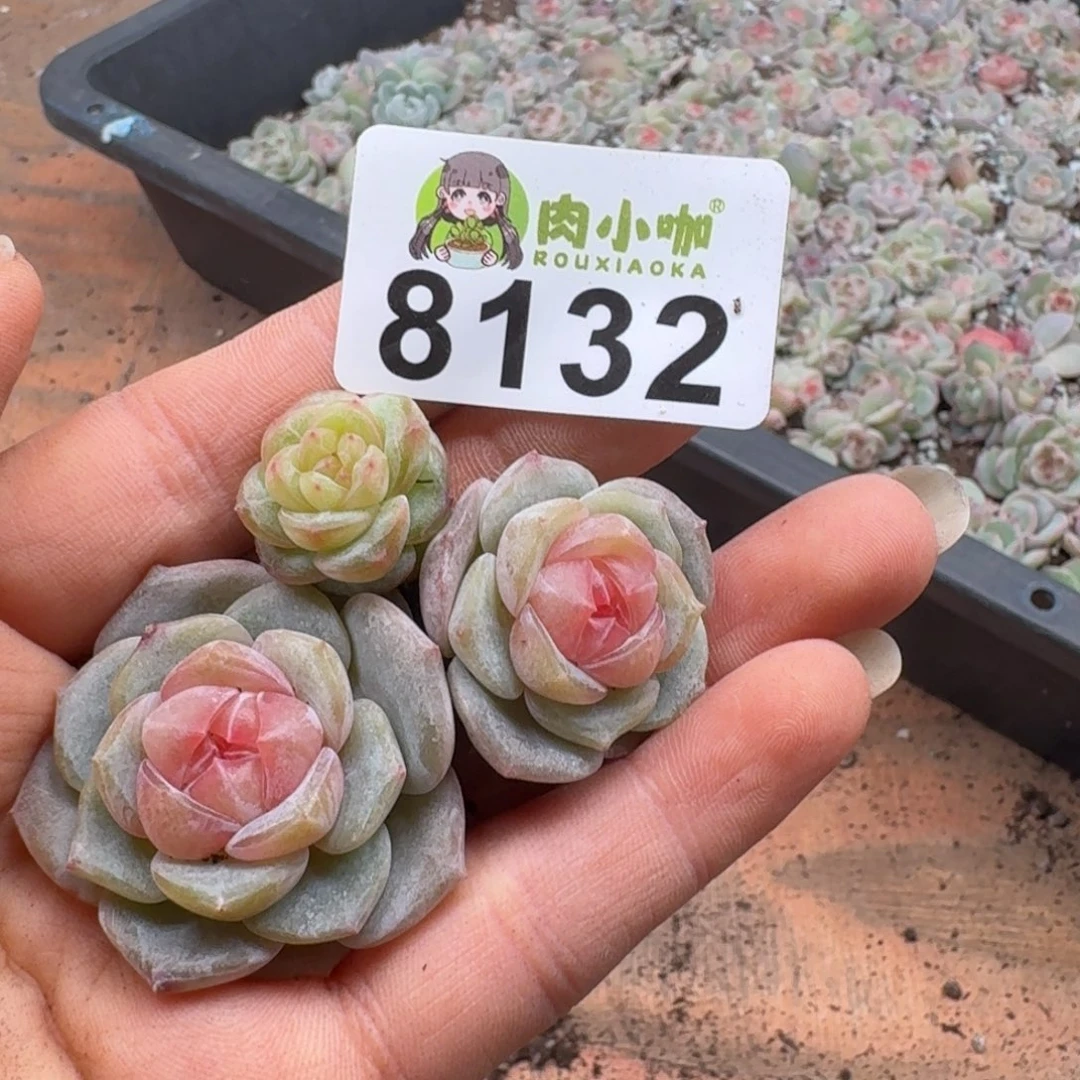 大***妮多肉植物多肉植物