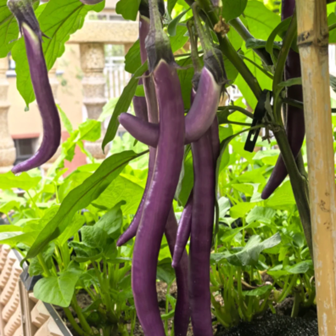 【次日达】现摘线茄子蔬菜买2斤送1斤茄子