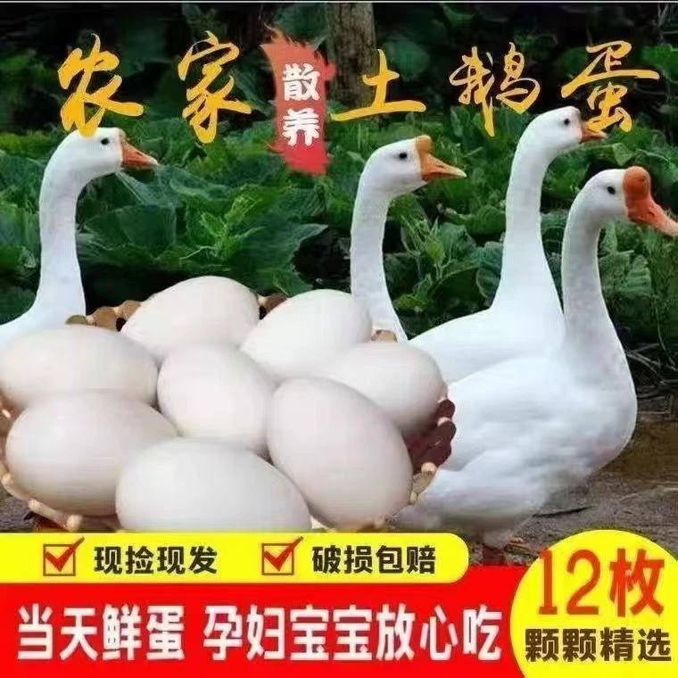 【12枚】农家散养雁鹅蛋单个80-110克初生蛋