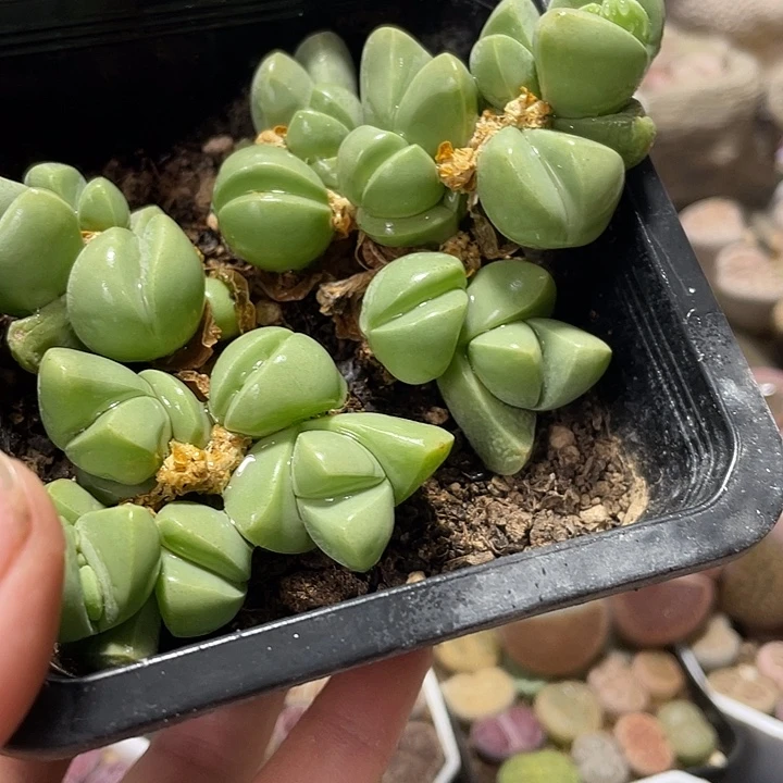大部分花苞少量开放秋琴玉带盆土
