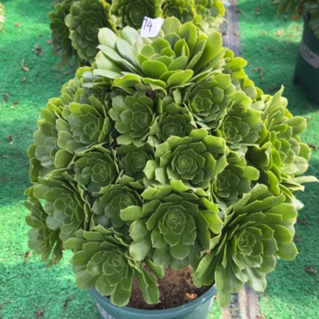 【闪购商品】74绿玫瑰多肉法师