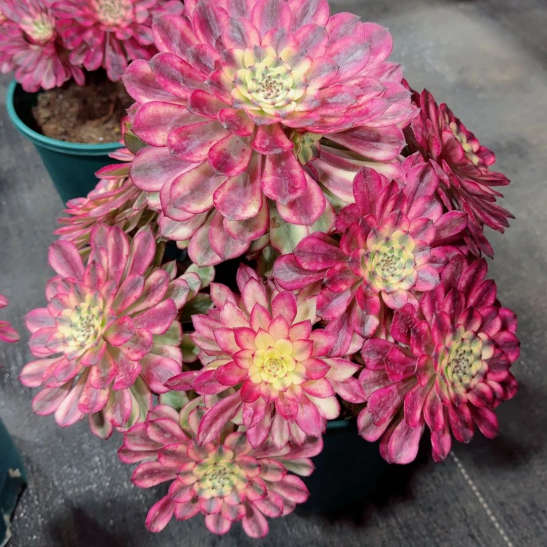 多肉植物发货发货