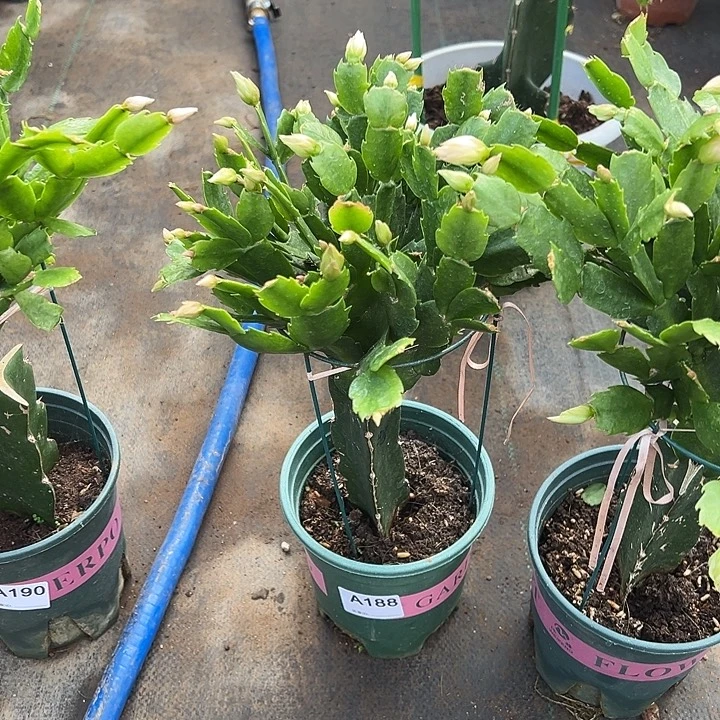 铁***货完全开放188嫁接038