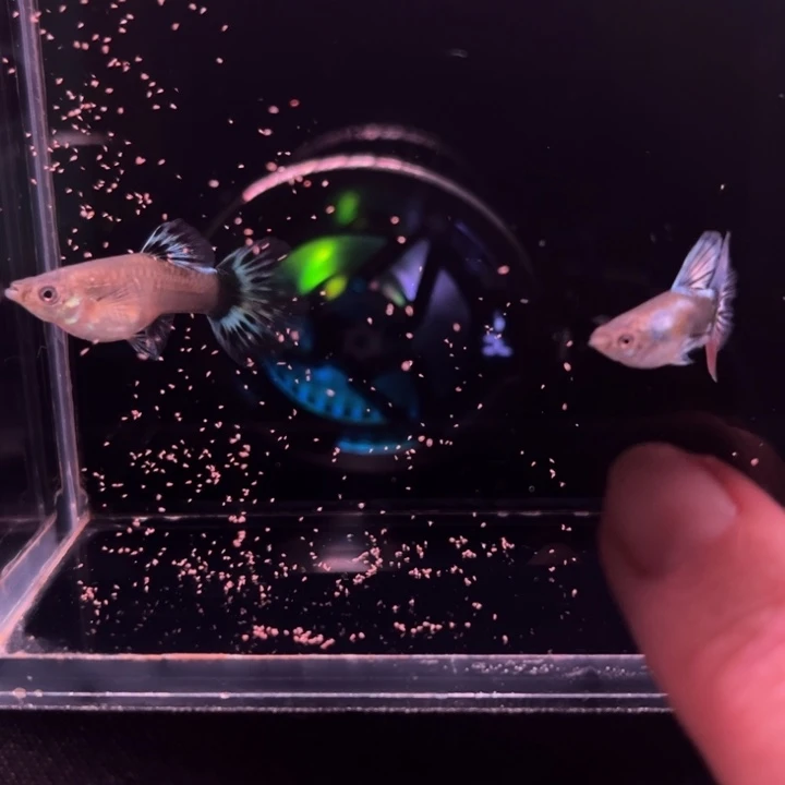 海水鱼大耳象牙球1对