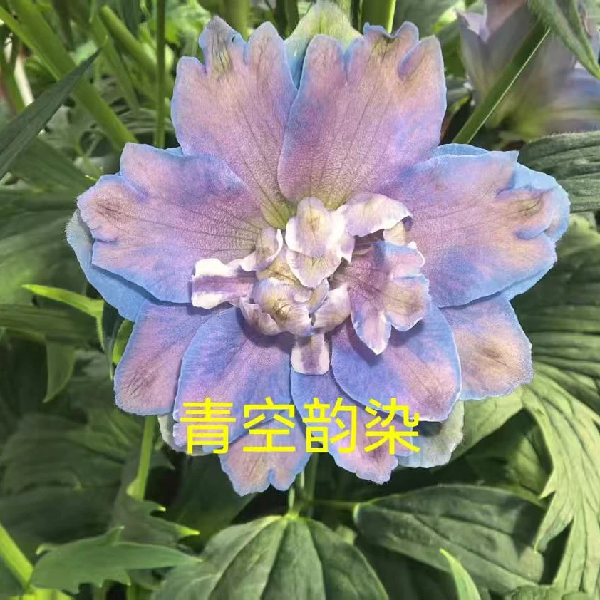 云花巷#青空韵染 大飞燕  小众高品质鲜花 顺丰直发