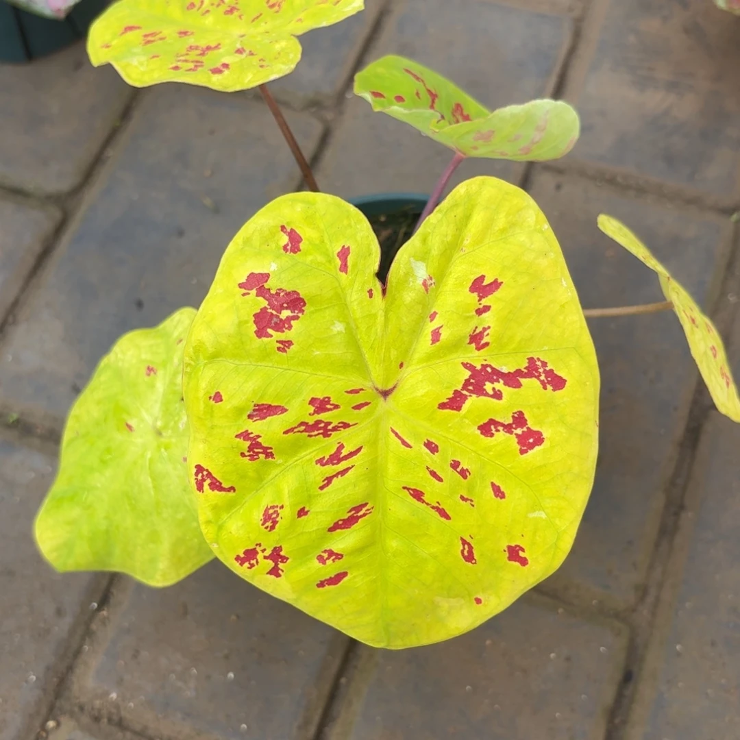 秋香泰国 08-1120