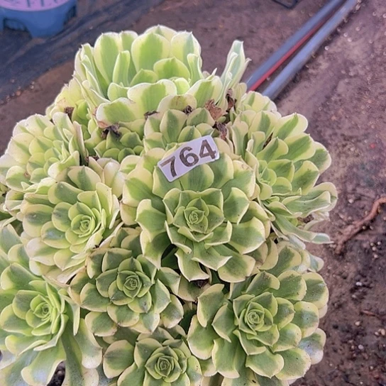 春***雨多肉植物一个绿豆沙