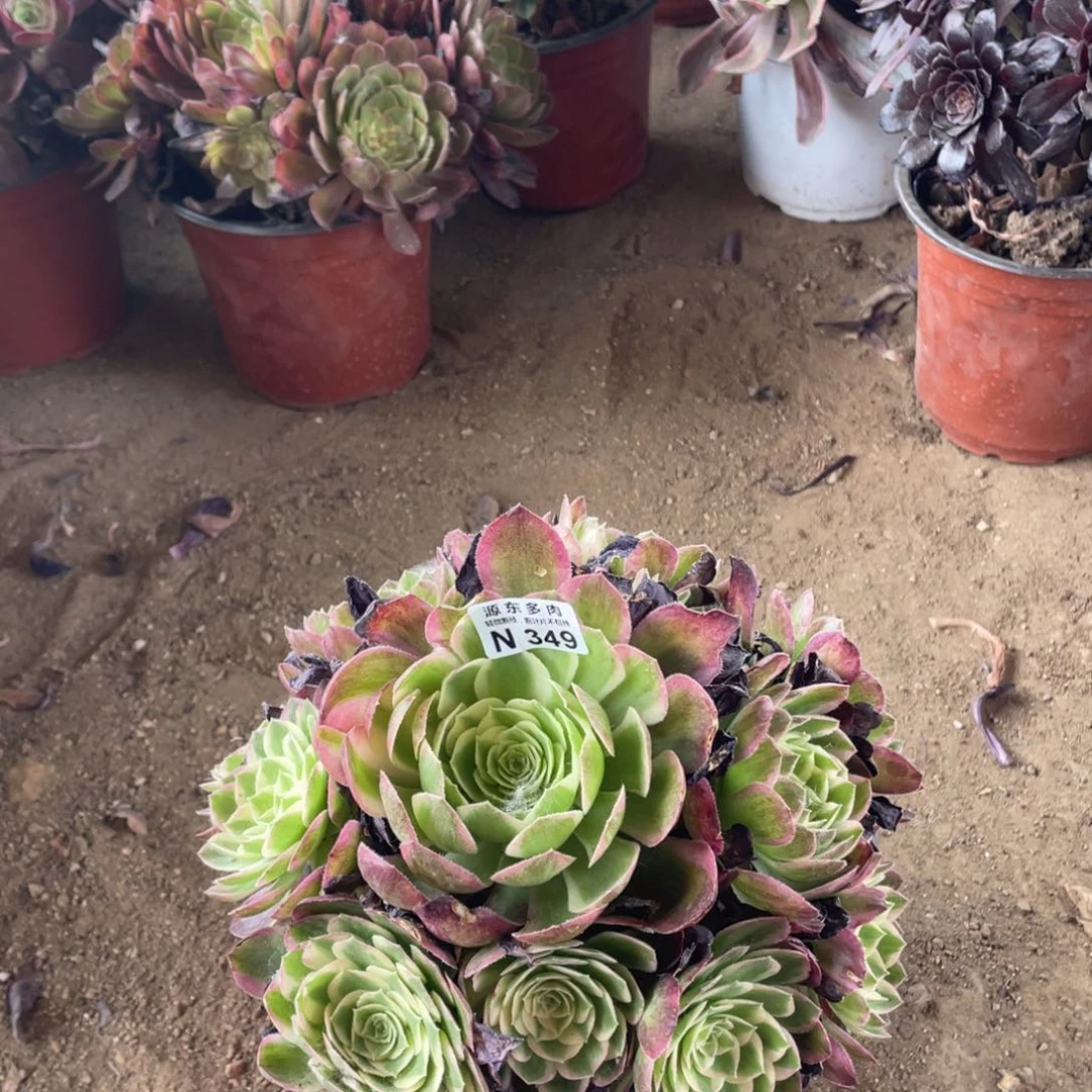 349孔雀翎多肉法师断枝不包