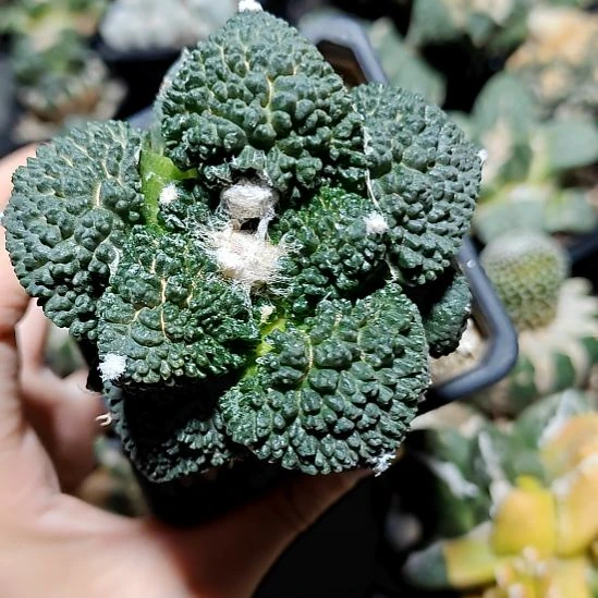 菜花牡丹苗接石化102