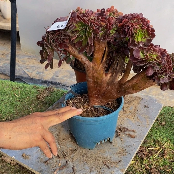 白***黑完全开放803号欧紫➕女神缀化1颗多肉