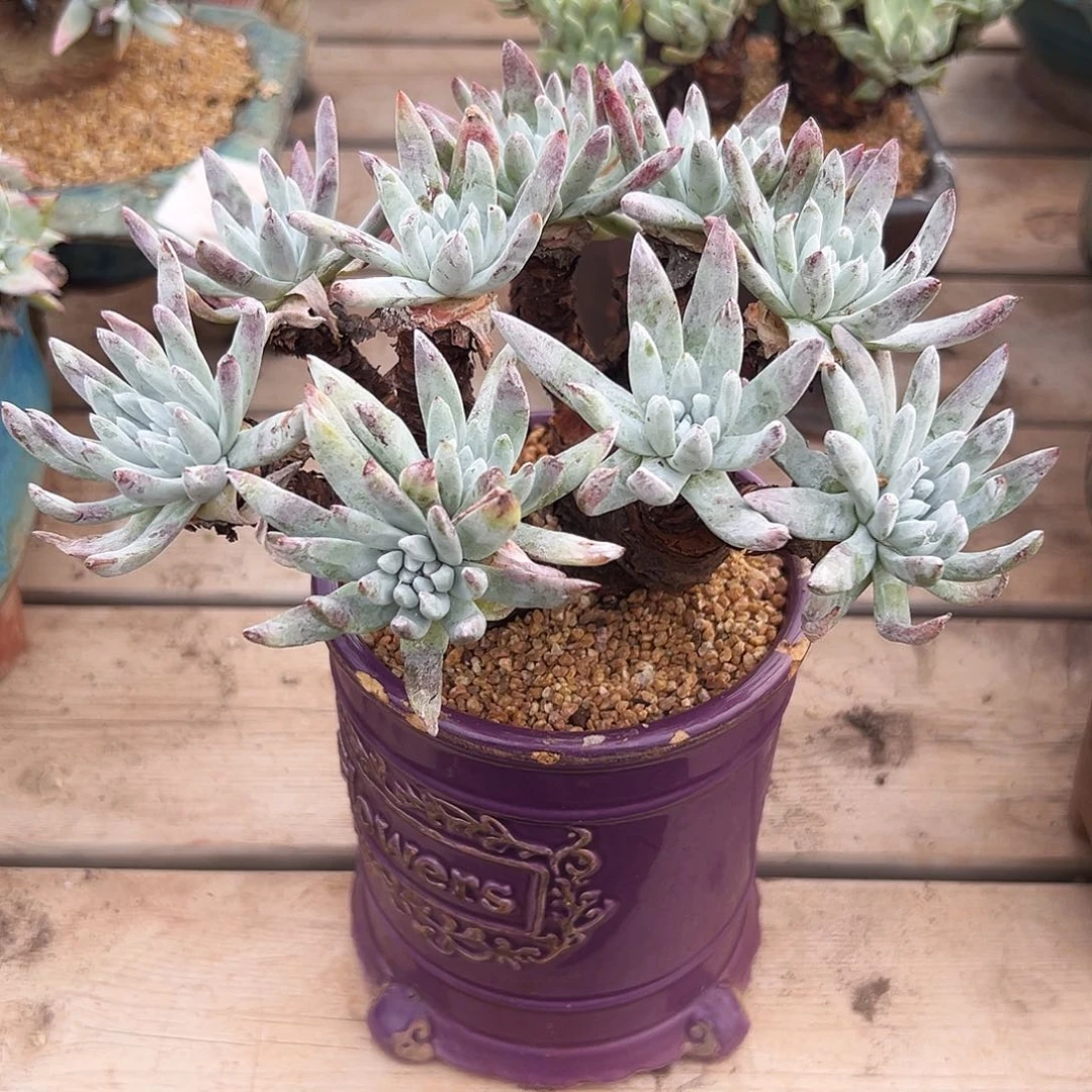 7544千寿姬仙女杯多肉