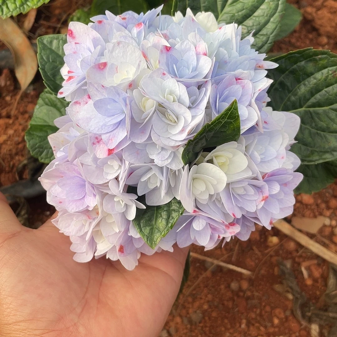 绣球切花一物一拍3枝起包邮，206