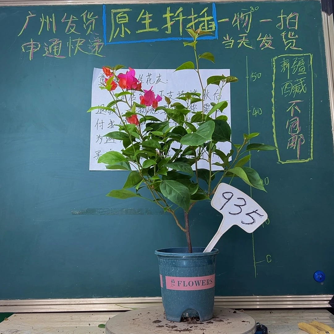 当前无花栽培后可以开花同安红935