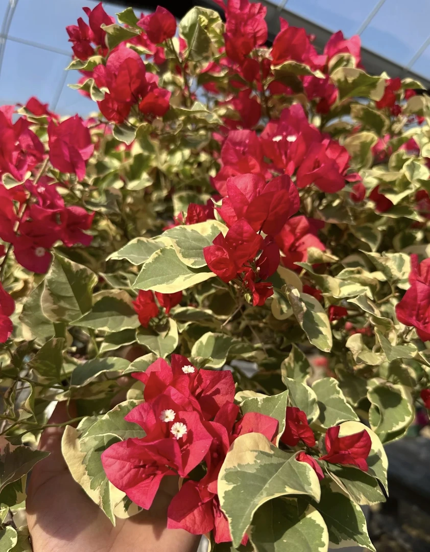 【花叶红】三角梅好养活可爬藤可飘枝可垂吊不带花