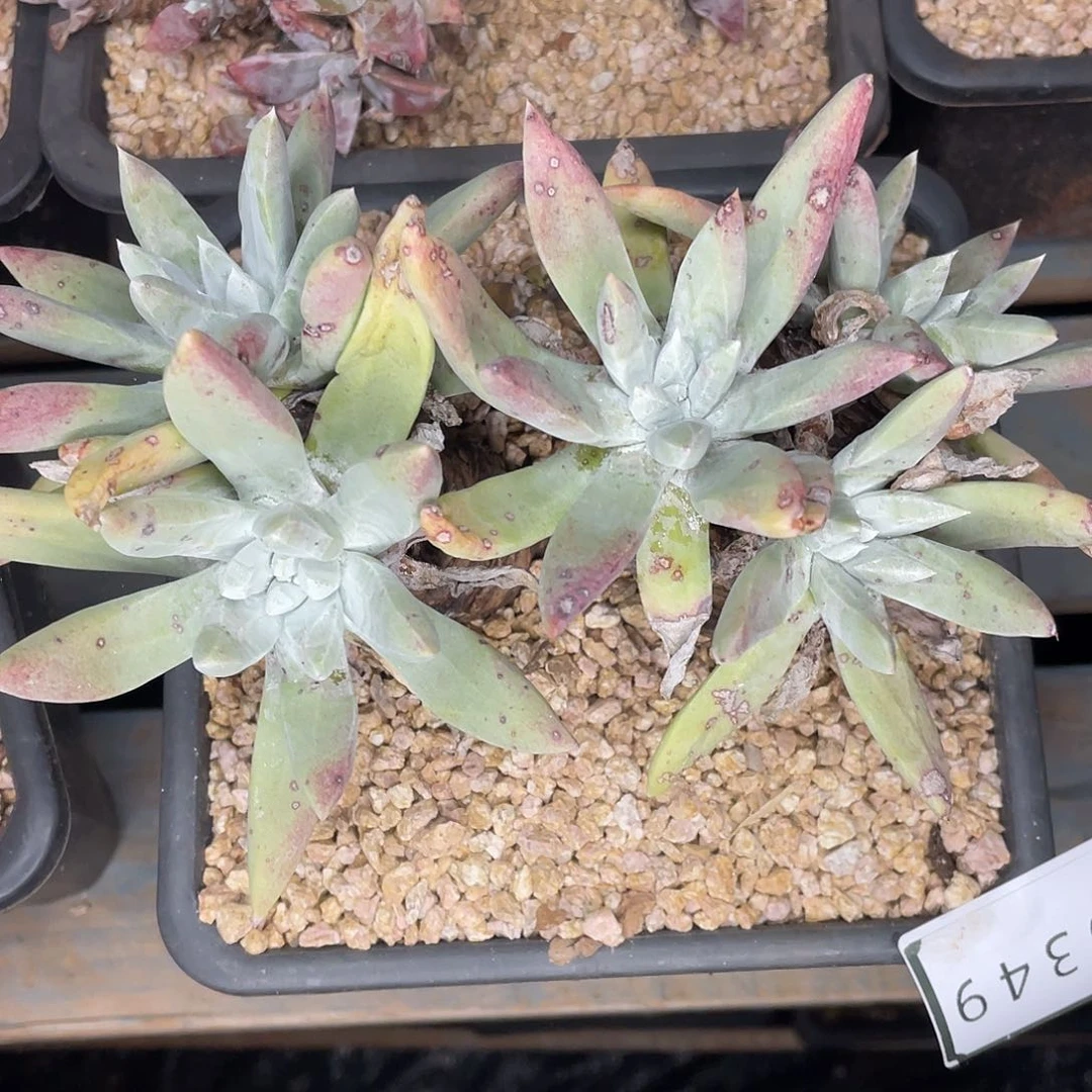 阿金尼多头老桩10349