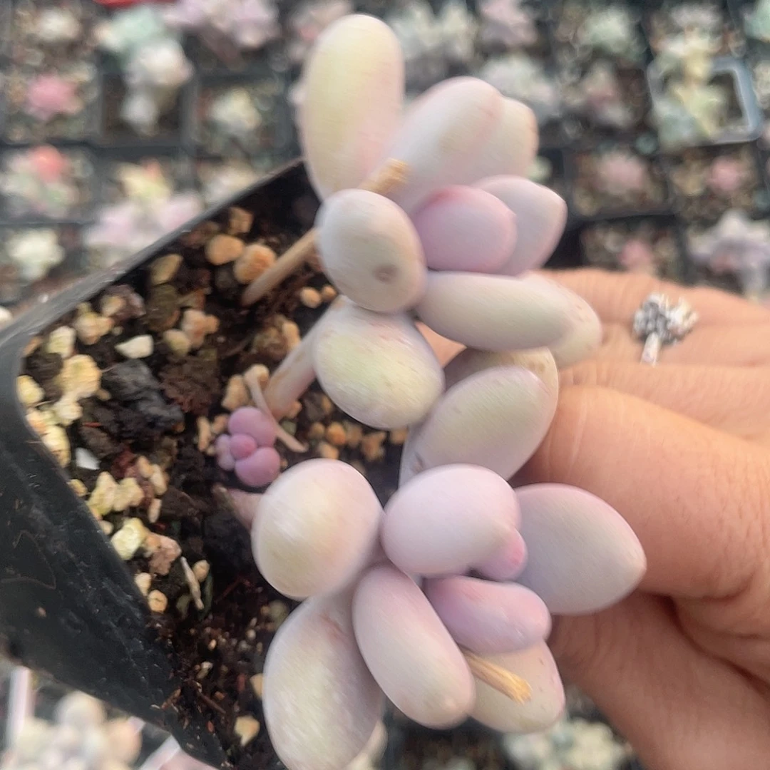 彩虹奶 脱土发货 7口盆