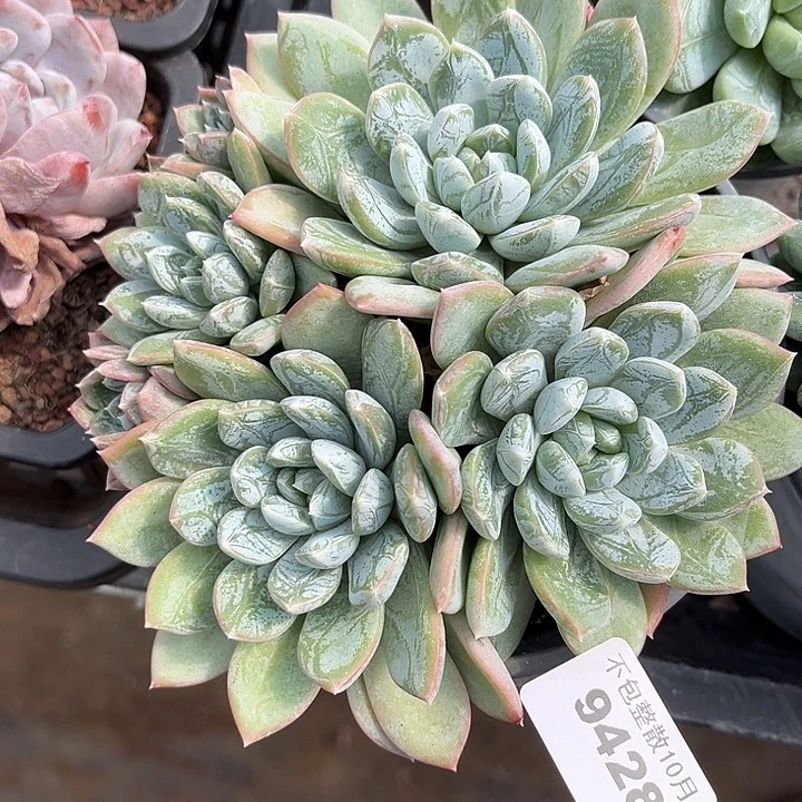 阿雅园艺。       9428百达翡翠