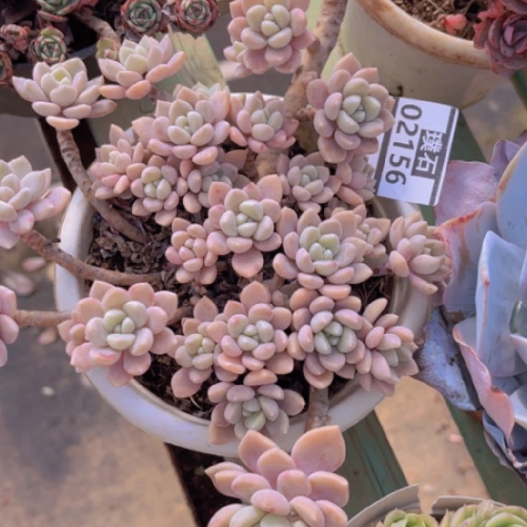 【闪购商品】克洛伊02156
