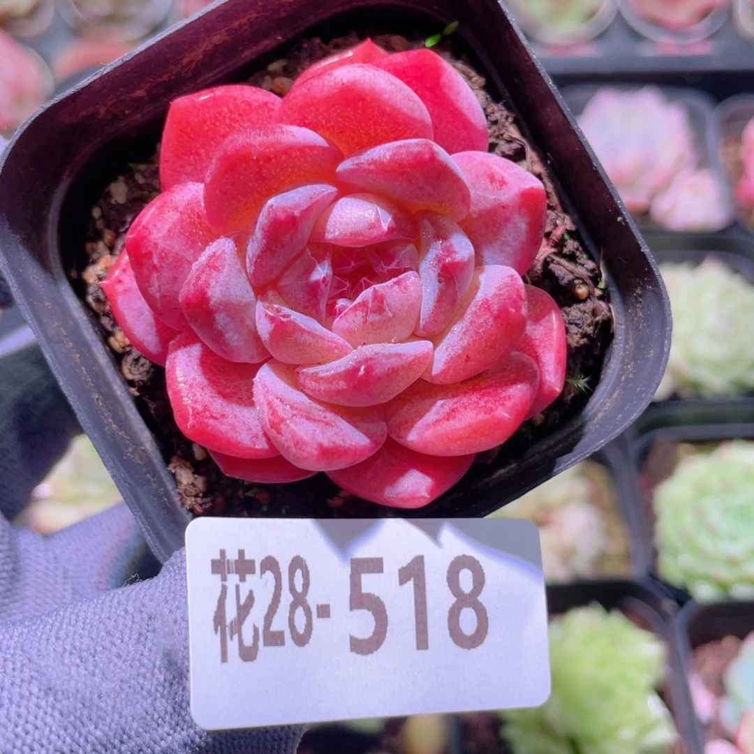 花利美28-518颜霜