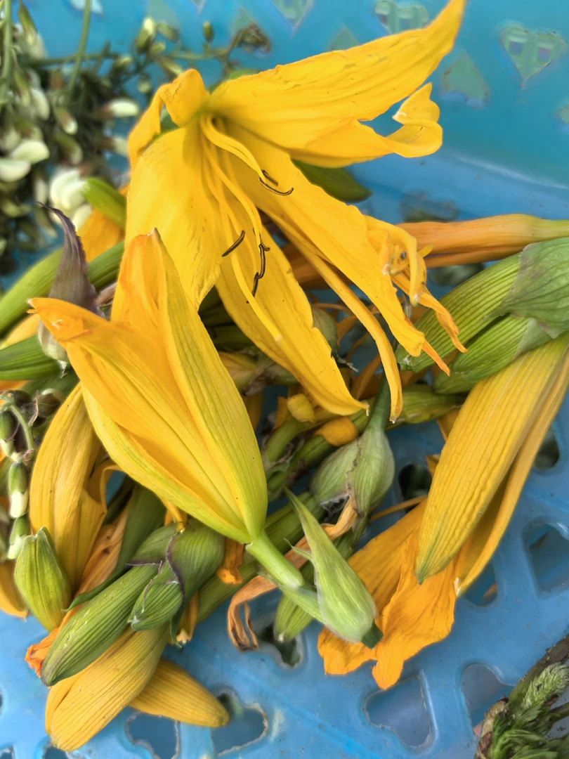 东北长白山山脉大山里的黄花菜新鲜发货顺丰或京东包邮