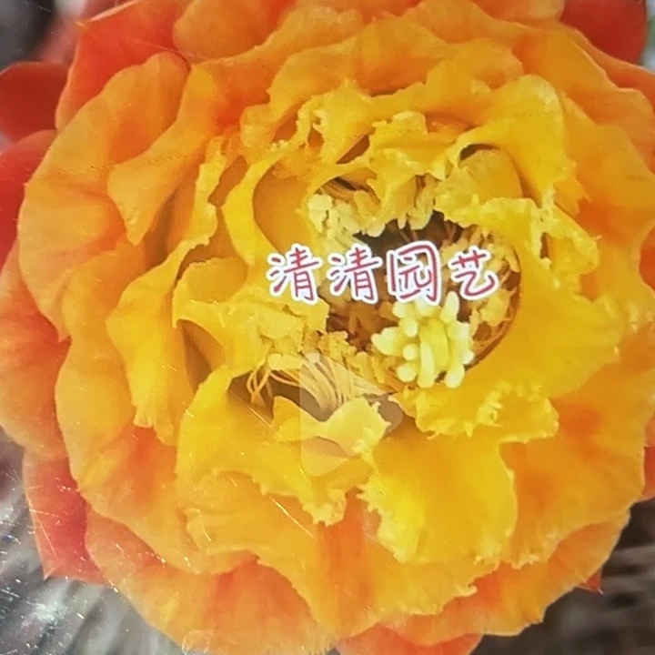 清清大满贯加强根瑕疵有黑点干皮
