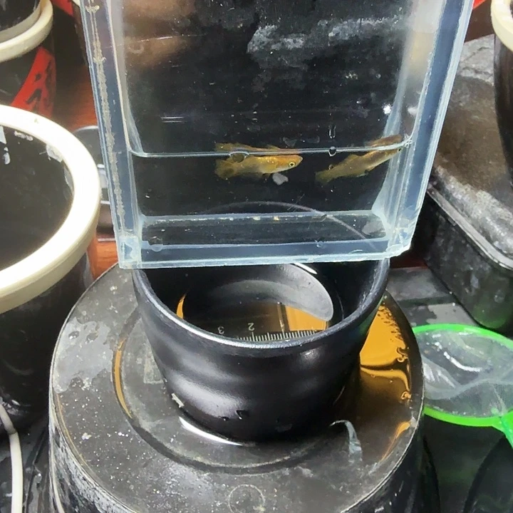 青鳉鱼76号拍品宽鳍北十
