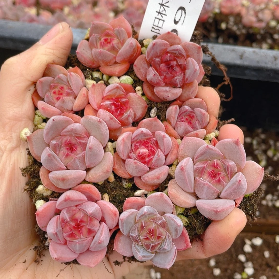 多肉植物多肉植物936