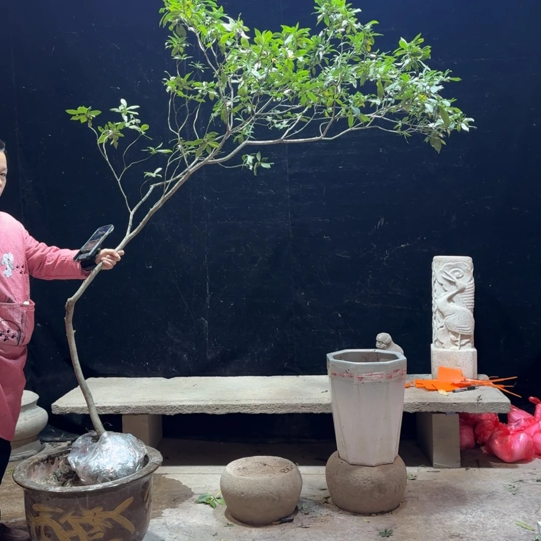 王***然完全开放栀子花造型树一物一拍