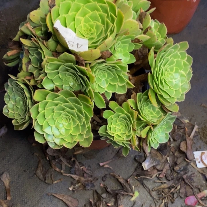 水晶莲花多肉断头不包4577