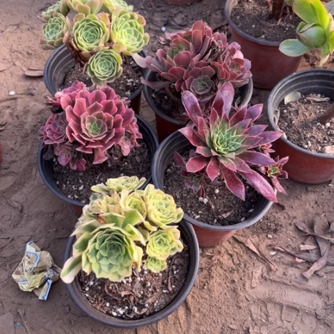 837多肉植物组合，
