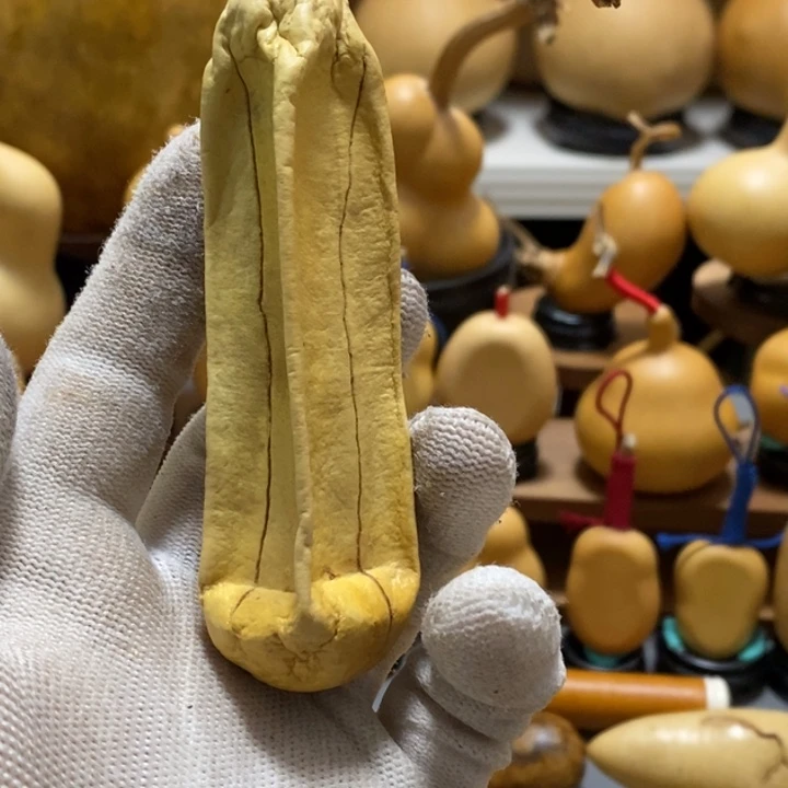 农**院葫芦花为一大品种或多枝