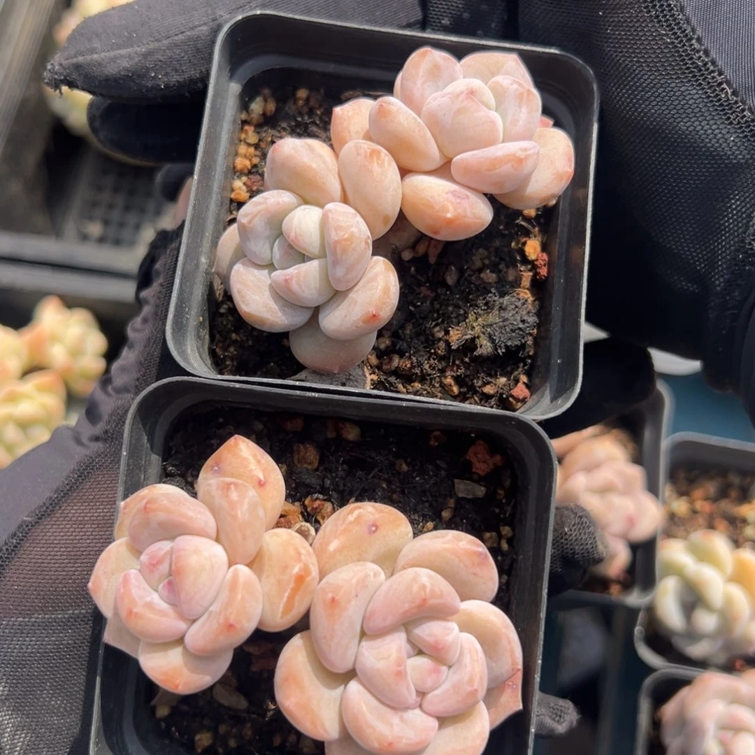 俩个双头紫梦露短肥圆