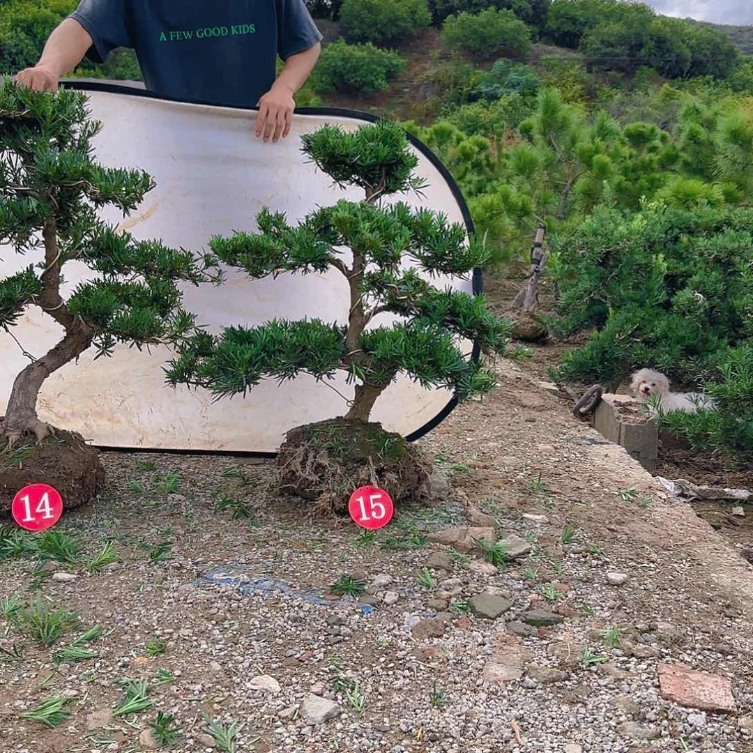 逆***铭无花朵罗汉松盆景艺术