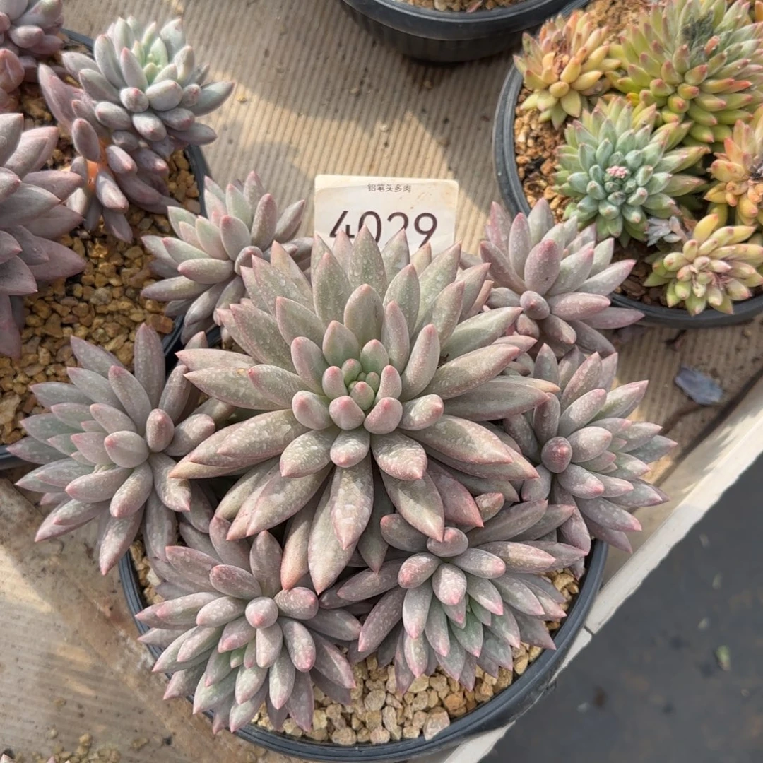 4029。      红蜻蜓福利