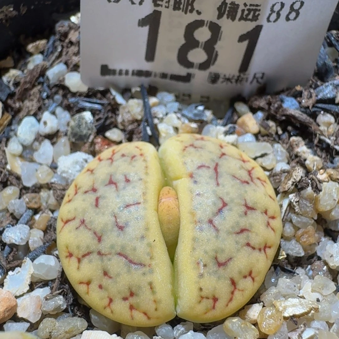 Ssss精品生石花181舞岚