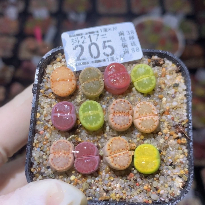 精品生石花217.205