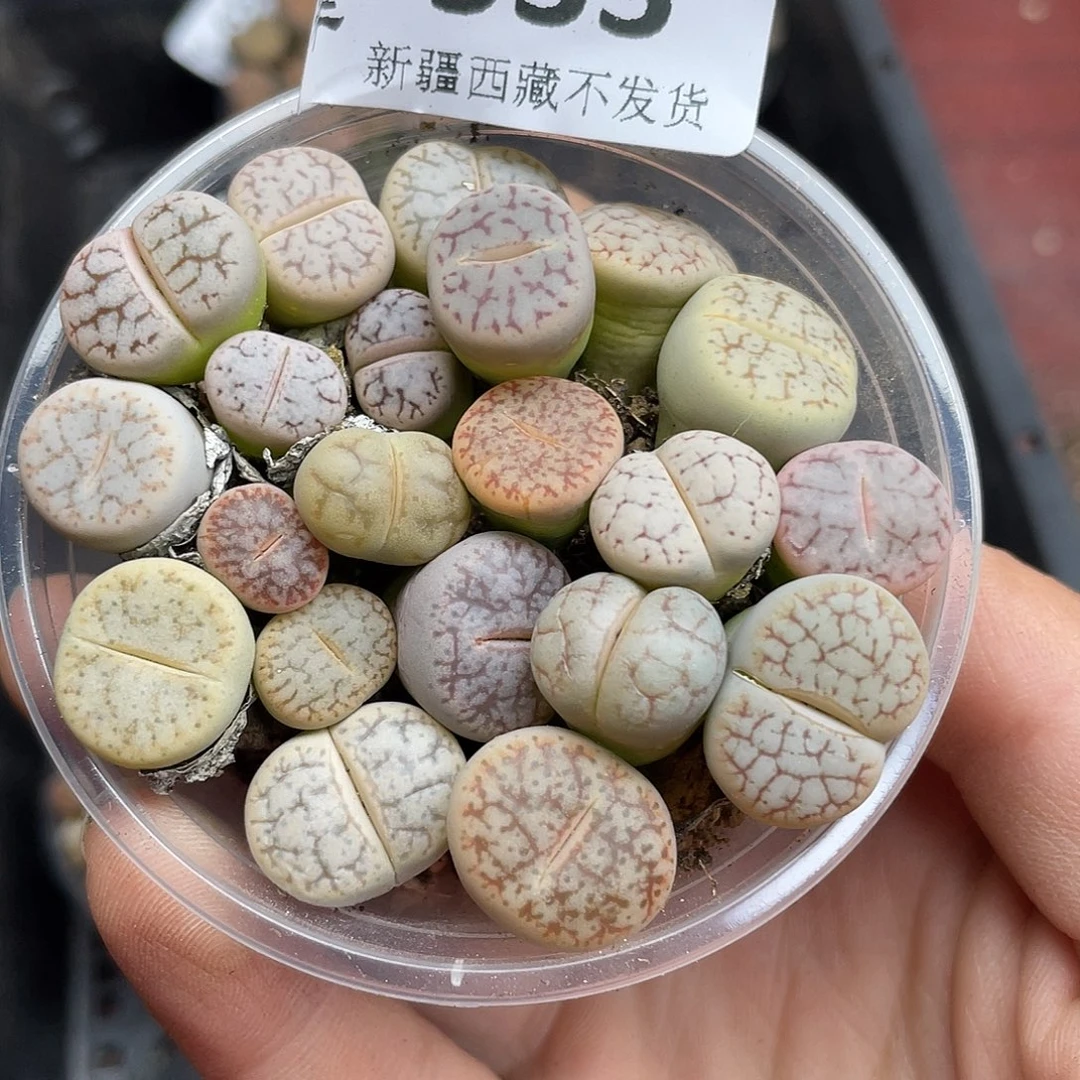 533000000花花花花花花花