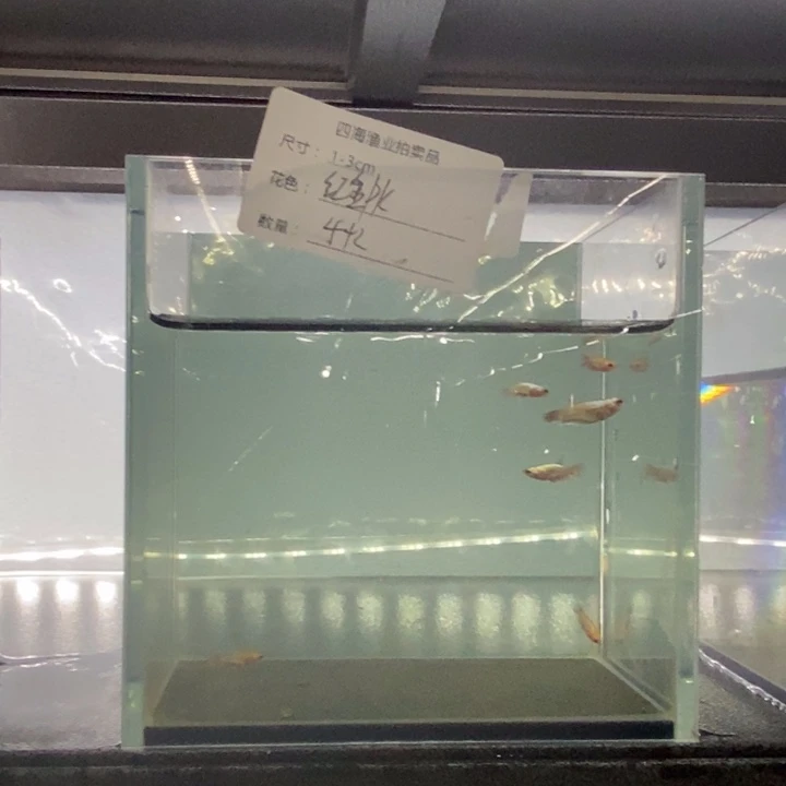 斗鱼包活不包损所见即所得499