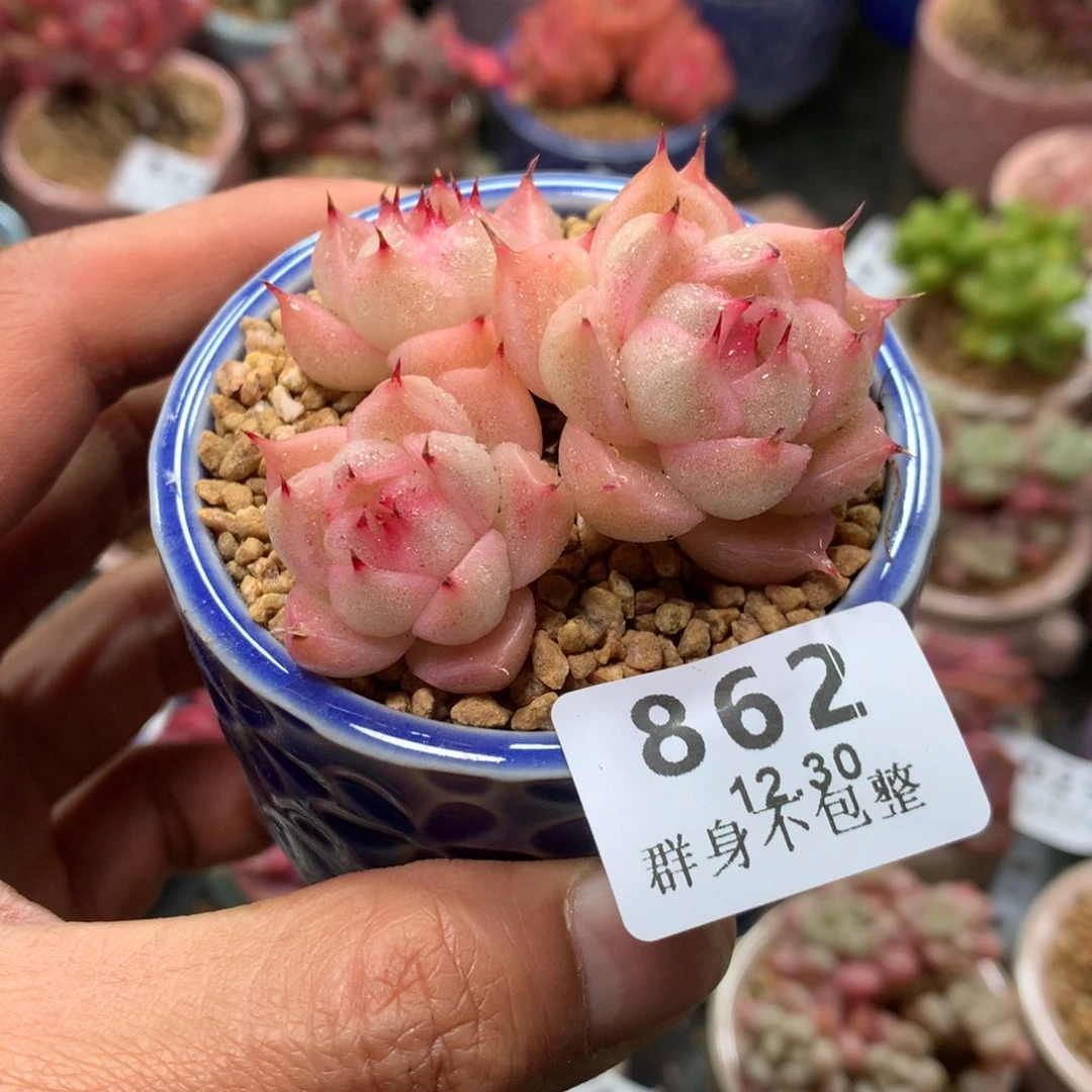 精控拇指盆12.30862